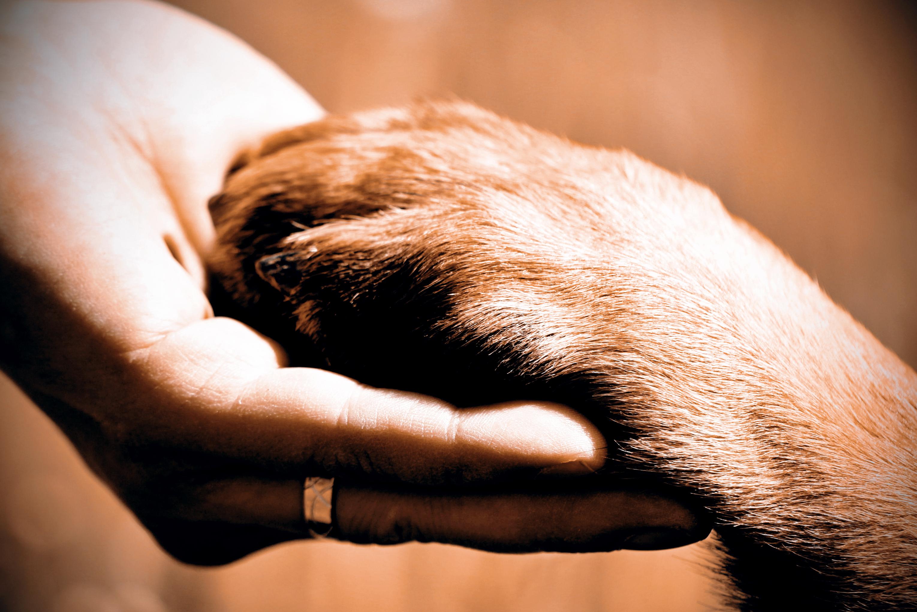 Individuální žeh zvířátek ze zájmových chovů