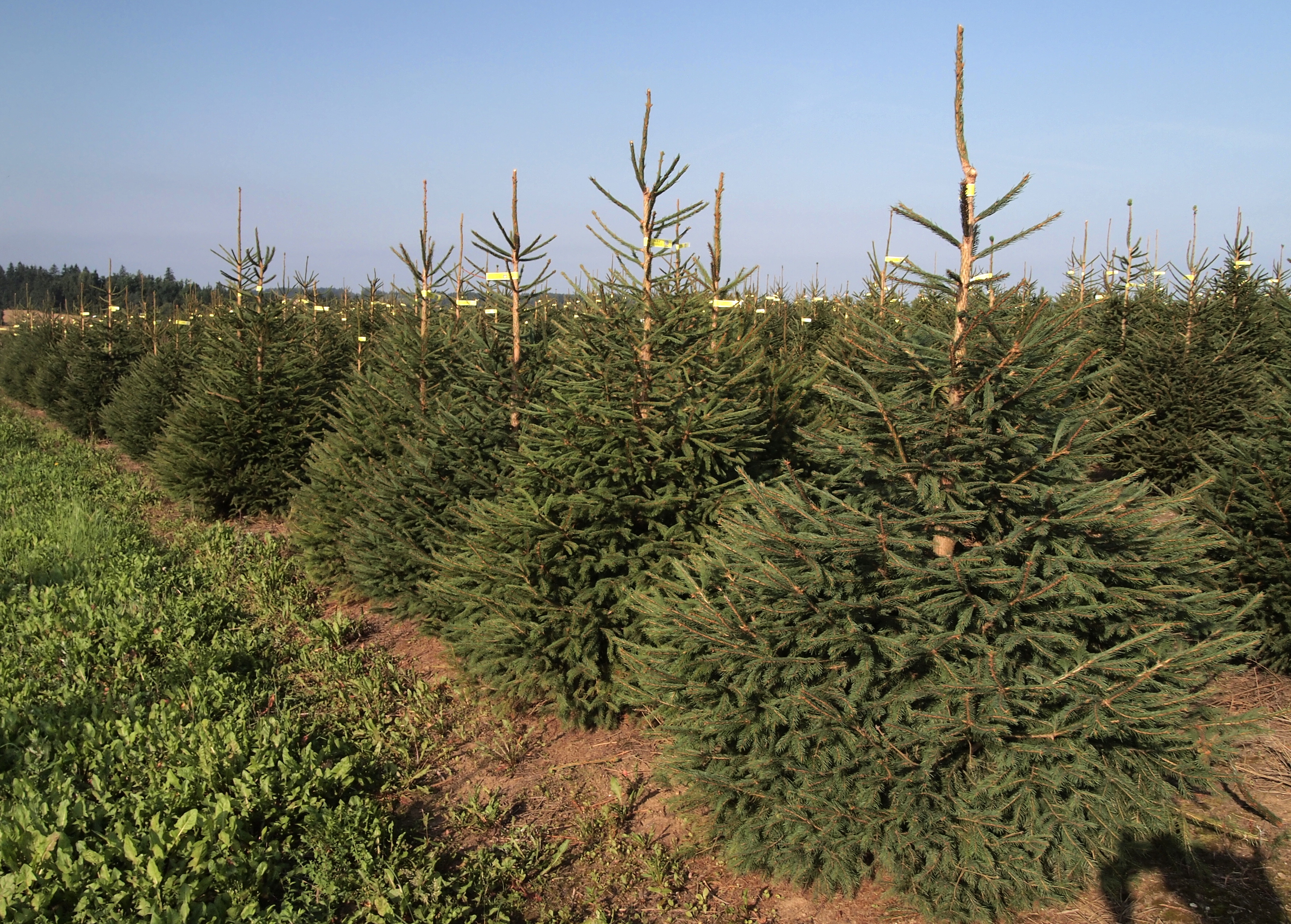 BAOBAB - vánoční stromky s.r.o. foto 3