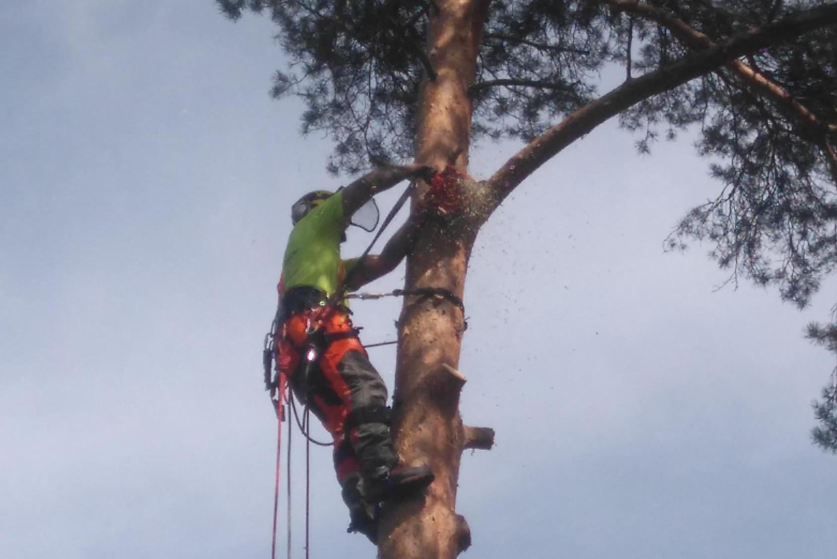 Martin Jireš - rizikové kácení stromů