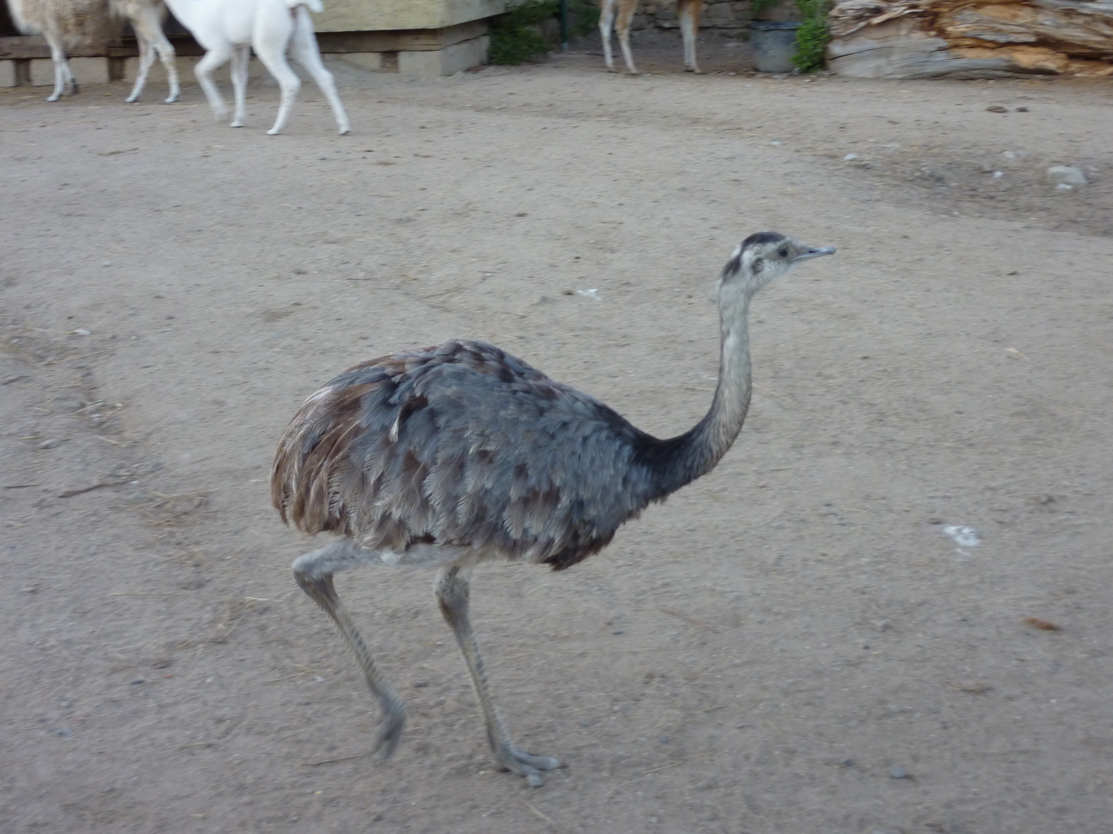 ZOO PARK Vyškov foto 5