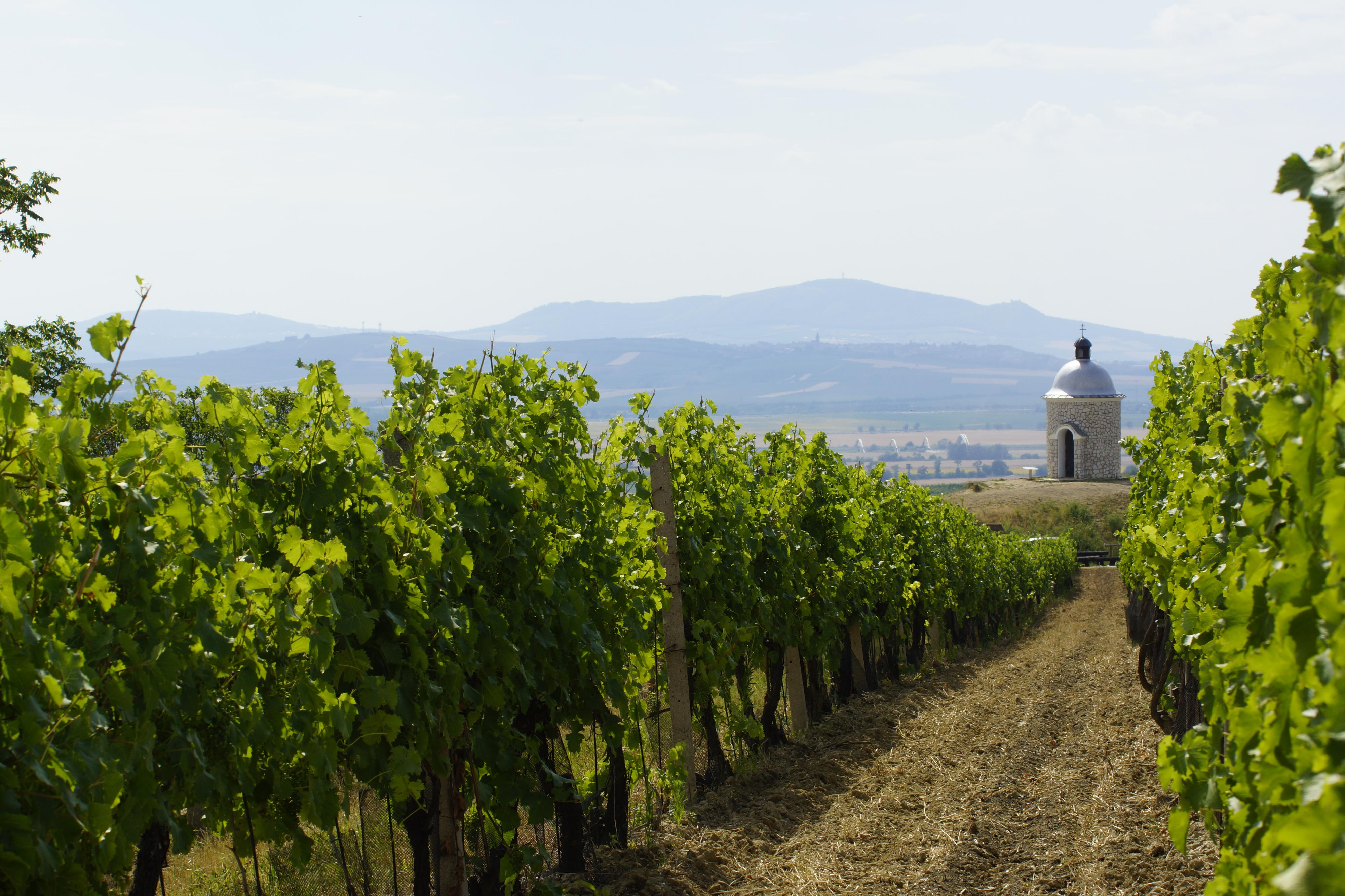 Vinařství ELWINE Velké Bílovice s.r.o. foto 4