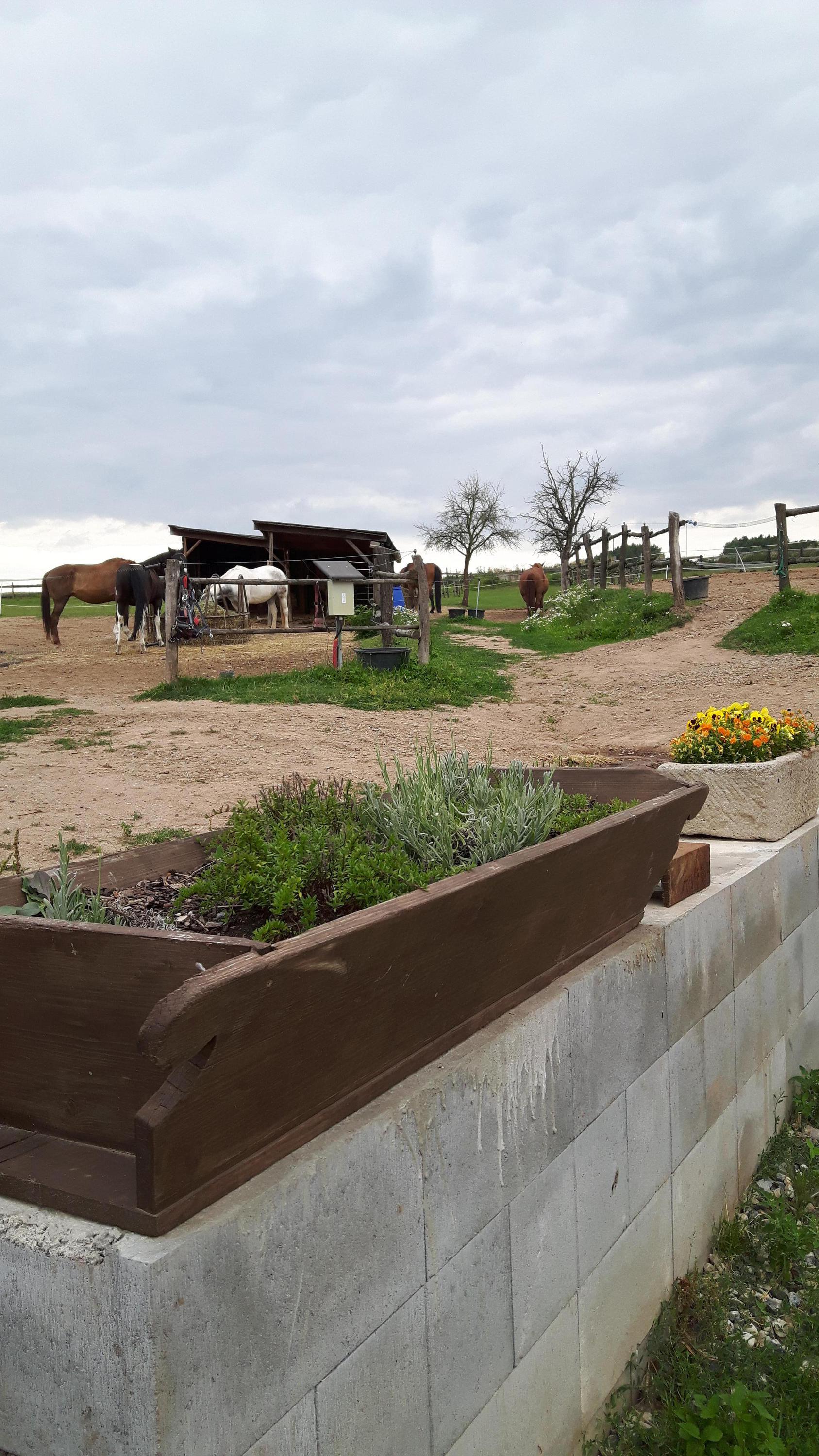 Ranch Aura foto 6