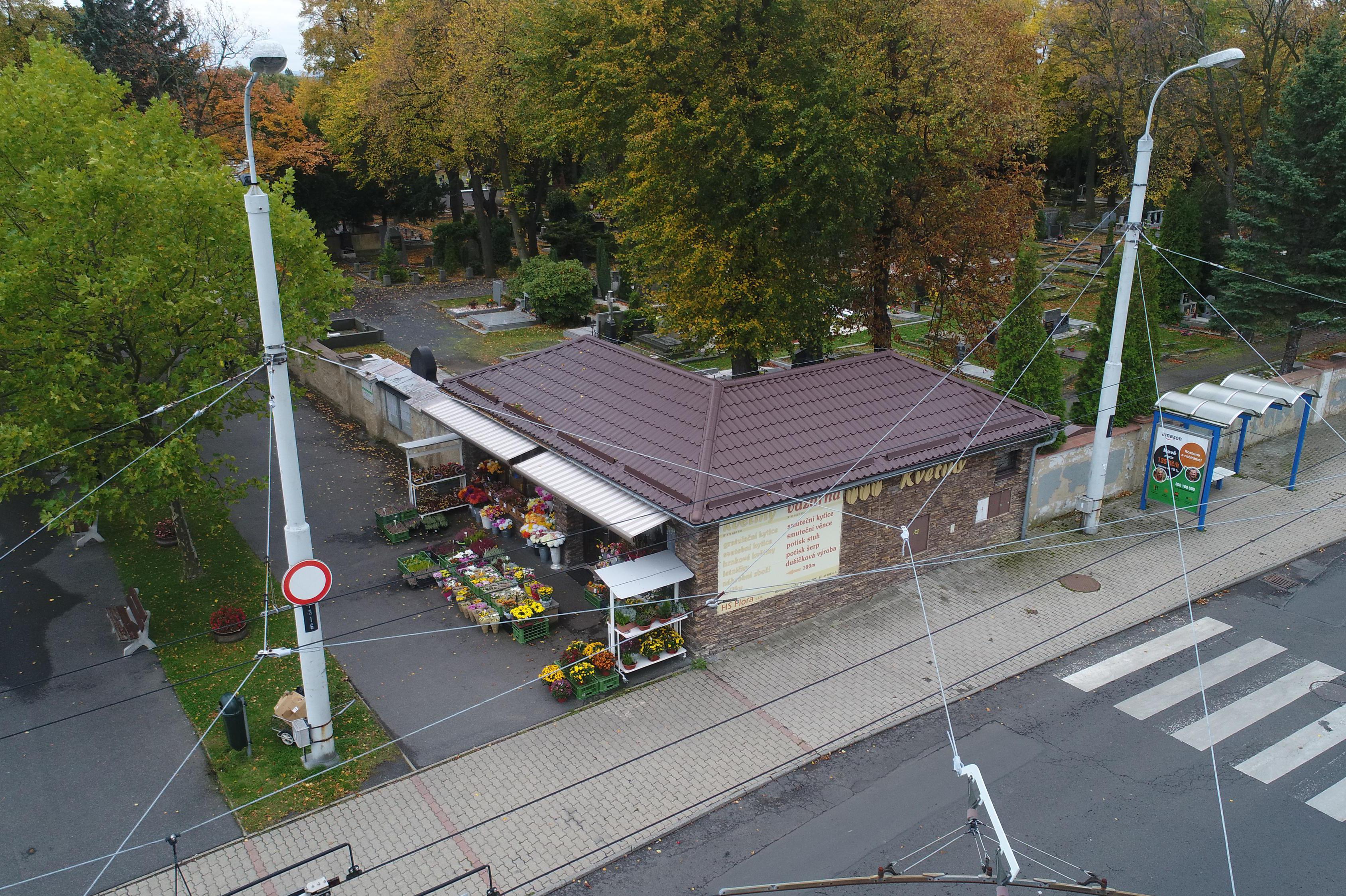 Kopretina u hřbitova