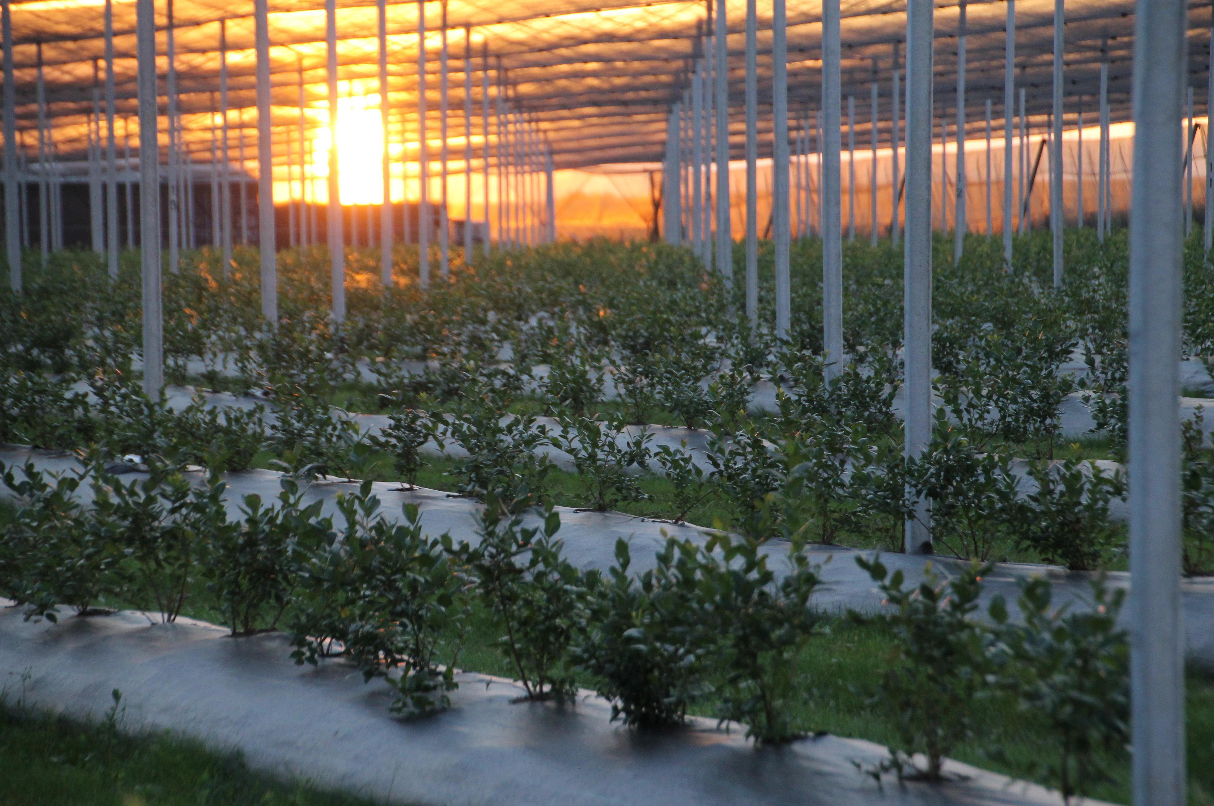 Borůvková farma Postoupky