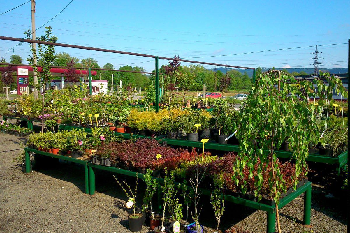 Ing. Monika Majerovová