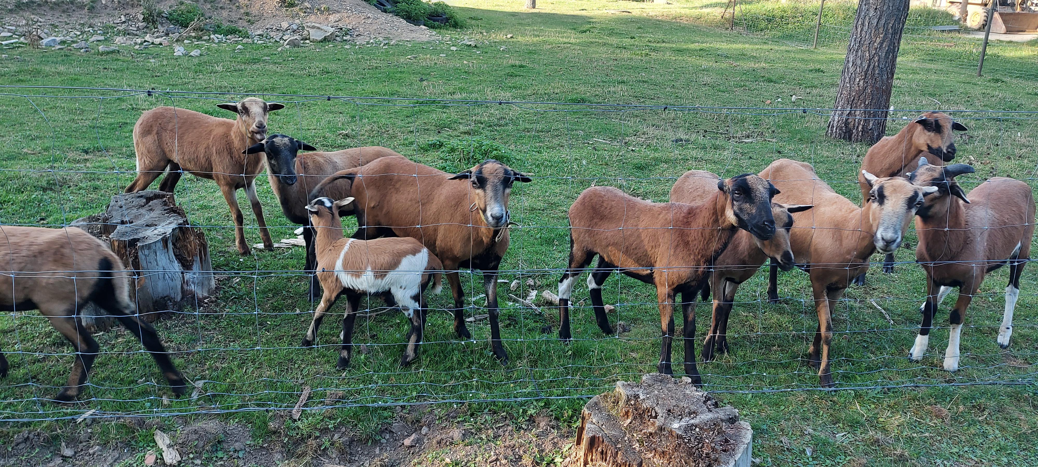 ŠUMAVOUS foto 6