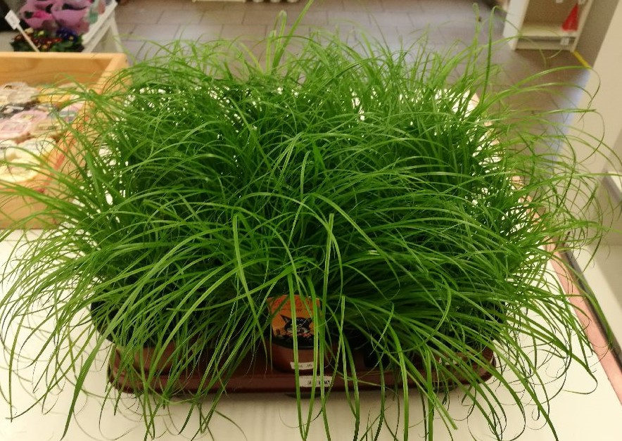 Květinářství U růže foto 2