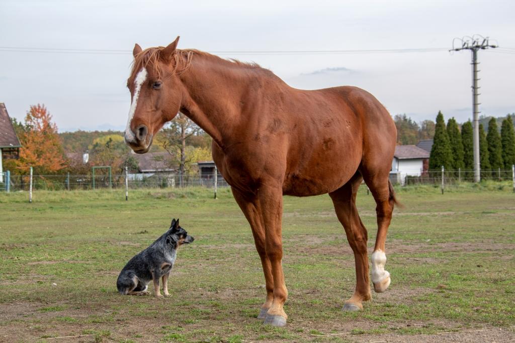 Jezdecký areál Míšánek z.s. foto 2