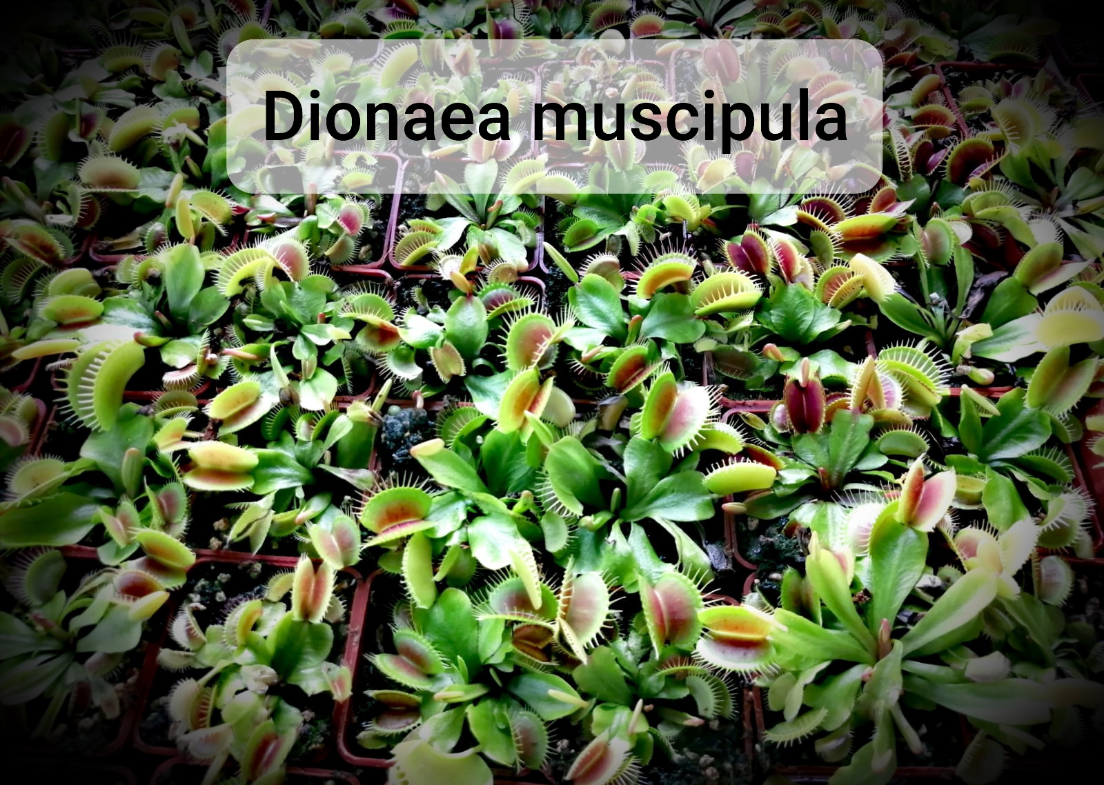 FYTO REIDL - Masožravé rostliny foto 5