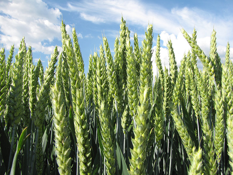 Limagrain Česká republika, s.r.o. foto 2