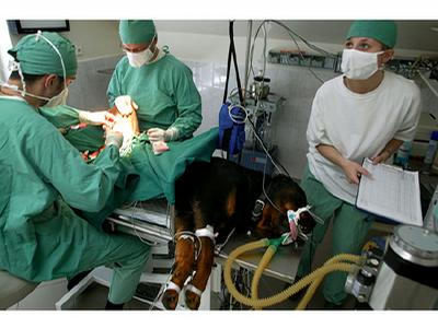 Animal Clinic - MVDr. Jan Hnízdo foto 2