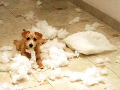 RAPA-DOG Velkoobchod krmiv foto 3