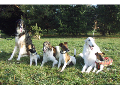 AKCNIPES.CZ – Dagmar FIALOVÁ foto 2