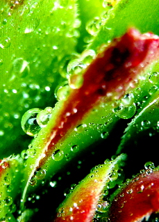 FOTOOBRAZY Monika foto 2