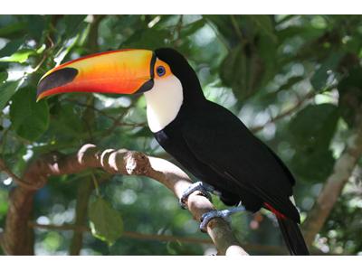 Belize - Honorární konzulát Belize foto 2