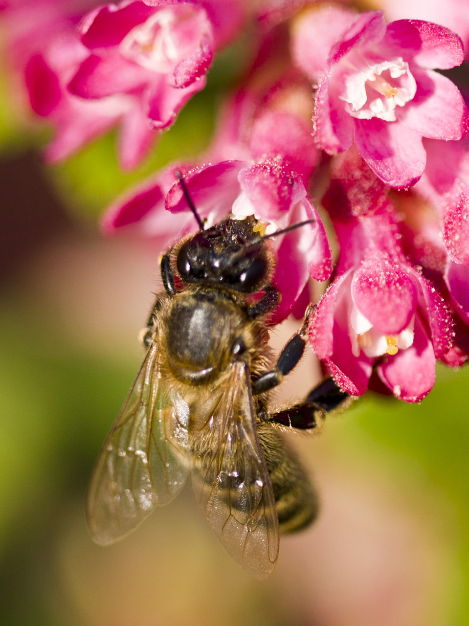 Medové víno Lstibůrek foto 4