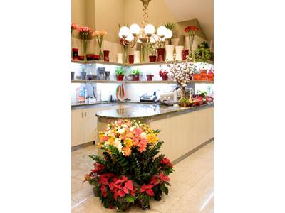 HOLANDSKÉ KVĚTINY, s.r.o. foto 2