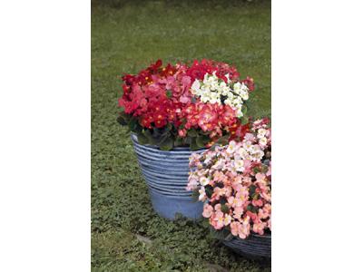 Zahradní centrum Florcenter Olomouc foto 2