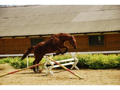 Stáj Karlštejn Cowley foto 2