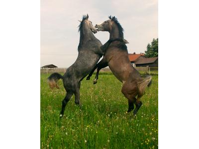 Stáj Fryšavský dvorec foto 4