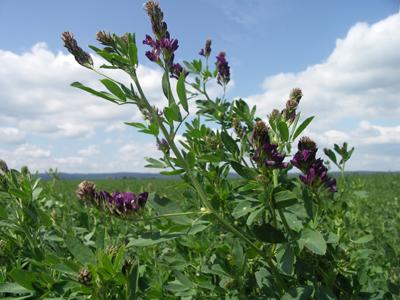 Agriservis foto 2