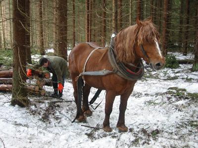 Městské lesy Volary, s.r.o.