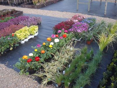 Zahradnictví Maděránek foto 2