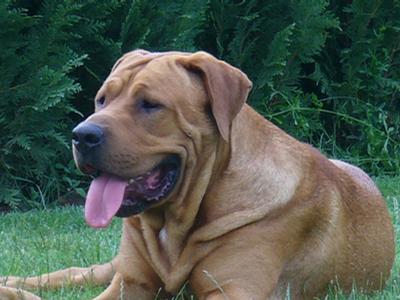 Tosa Inu Chovatelská stanice Aschabey foto 3