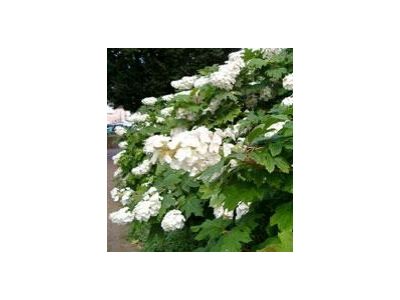 Svaz školkařů České republiky foto 1