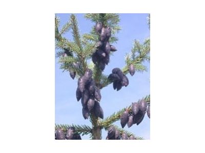 Svaz školkařů České republiky foto 2