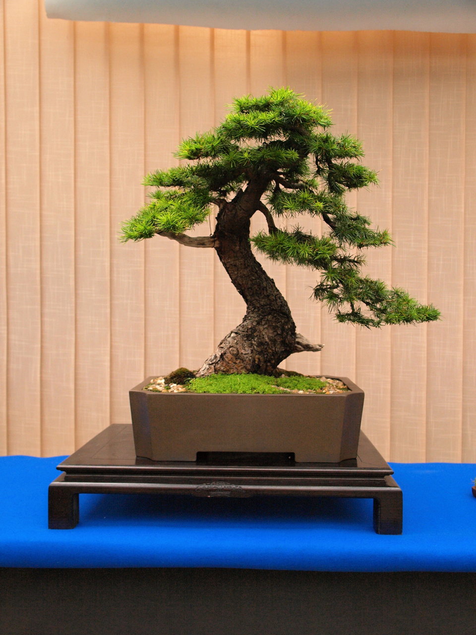 AGROGARDEN zahradnické služby foto 3