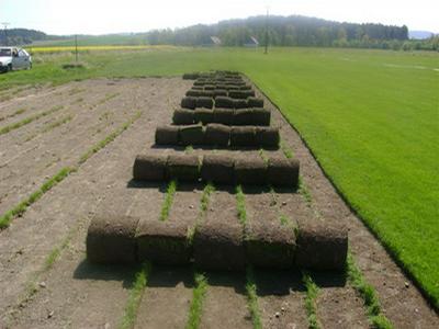 Travní koberce Blanka Bastlová foto 3