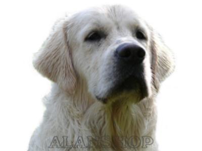 Výcviková škola psů Alanshop foto 2