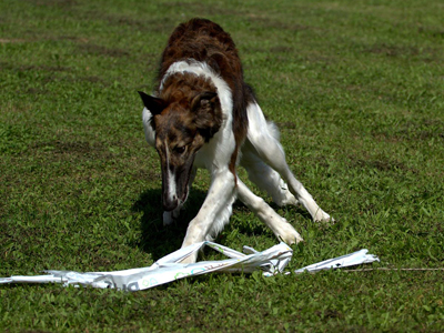 AKCNIPES.CZ – Dagmar FIALOVÁ foto 4