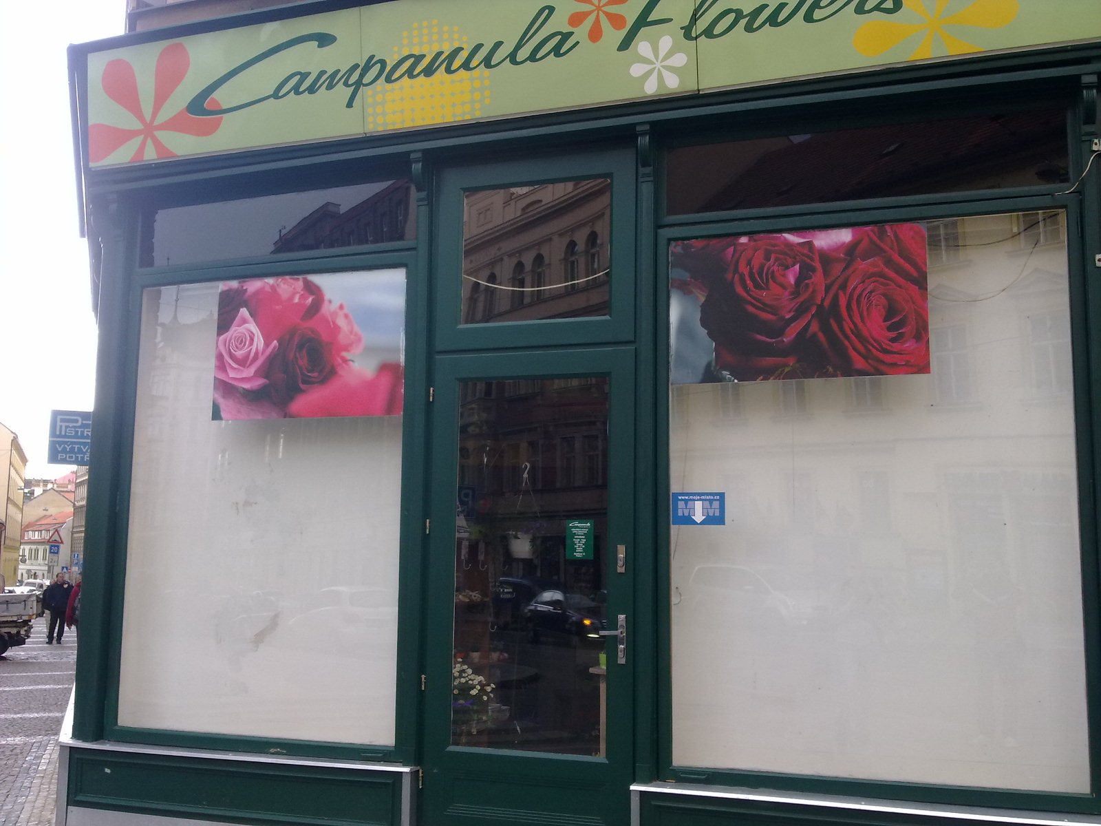 Campanula flowers foto 2