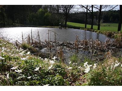 Penzion Blanský les foto 4