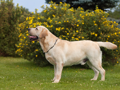 Chovná stanice Merlucius - Labrador Retriever foto 4