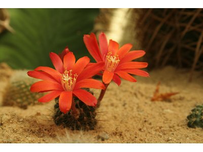 TROPIC HUKVALDY - Stanislav Rek