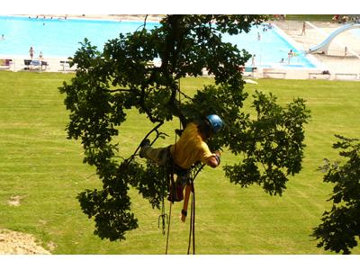 Ořez Stromů - Radovan Kučera foto 2