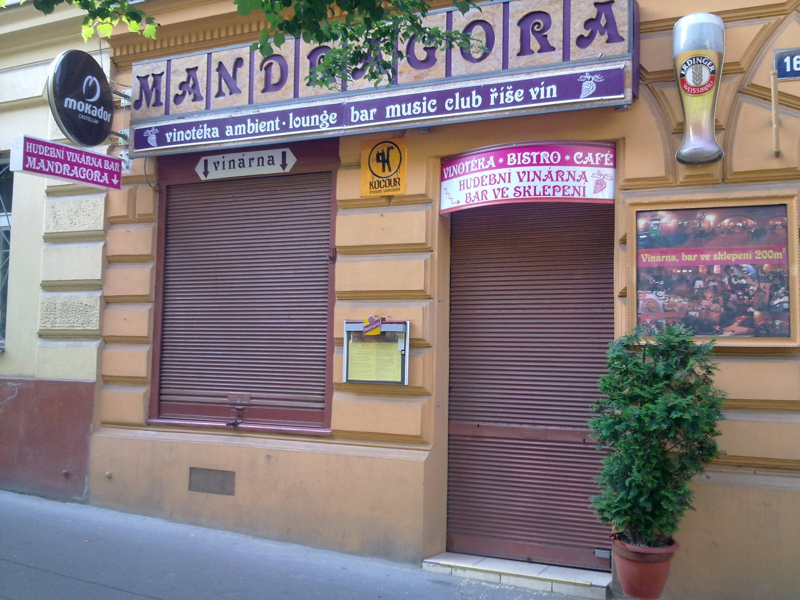 Mandragora foto 2