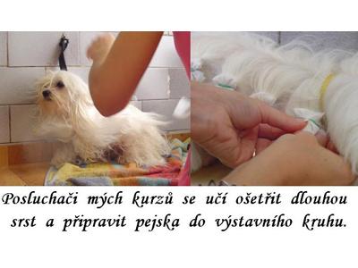 Stříhání úprava psů - Jarmila Kašparová foto 3