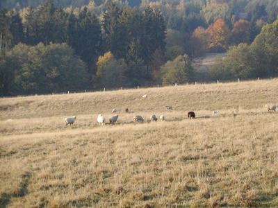 Zemědělský dvůr BERBERA, s.r.o. foto 4