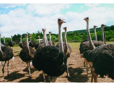 PŠTROSÍ FARMA Doubravice foto 3