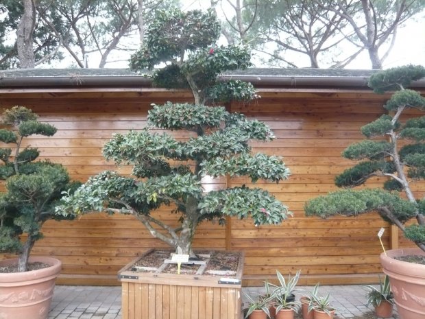 Zahradnictví flos, s.r.o. foto 5