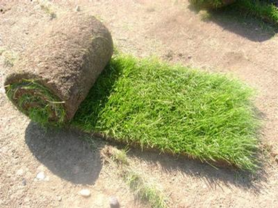 Travní koberce Blanka Bastlová foto 4