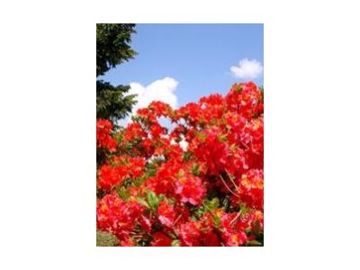 Svaz školkařů České republiky foto 3