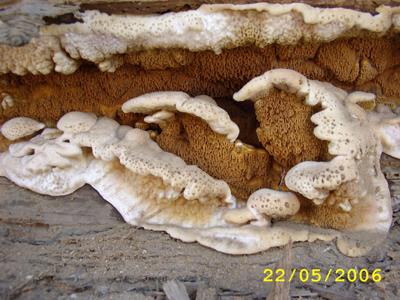 Miloš Holinka - pískování a impregnace dřeva foto 5