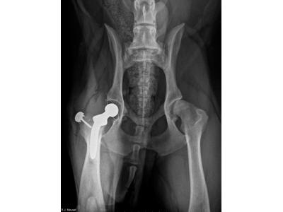 Veterinární klinika Mi-Vet foto 2