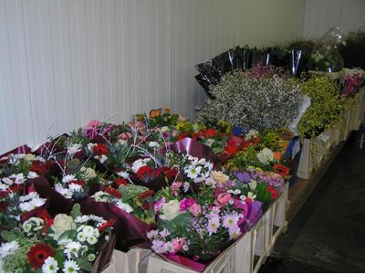 CUT FLOWERS foto 2