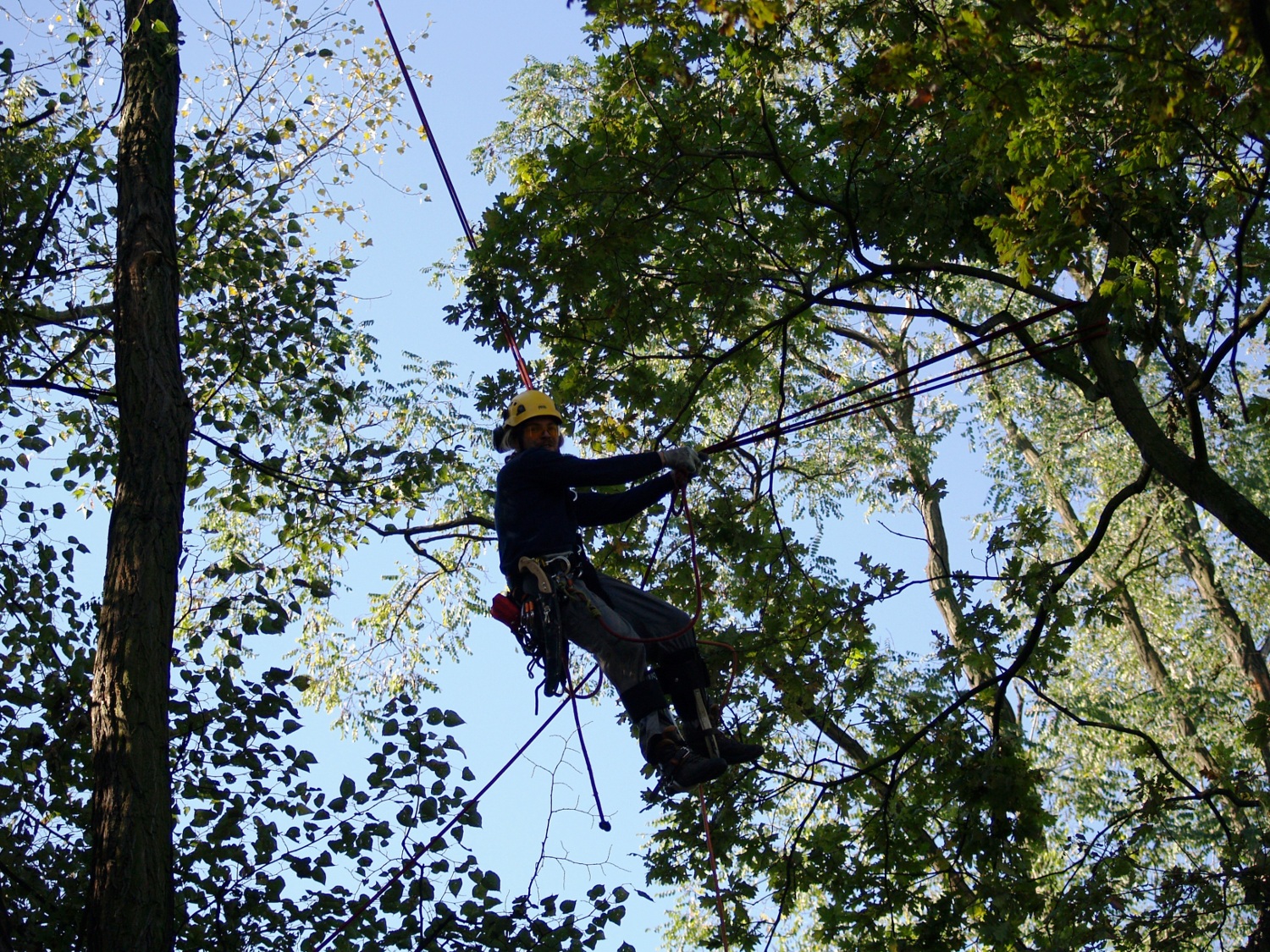 Josef Haško - Péče o stromy foto 3